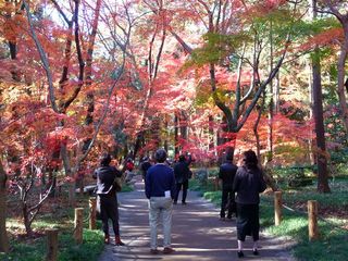 elephas北野